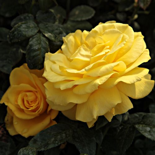 Gärtnerei - Rosa Golden Wedding - gelb - floribundarosen - diskret duftend - Jack E. Christensen - Dank ihrem kompakten Wuchs, ist sie geeignet als Dekoration von Blumenbeeten, aber auch für Kübel.